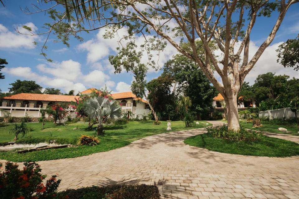 Lawn and old trees